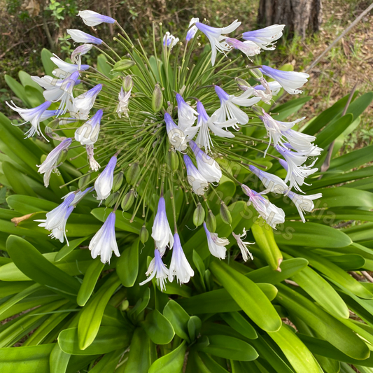 AGAPANTHUS 'Bi-coloured' (blue & white flowers) 100+ seeds The Chakra Garden