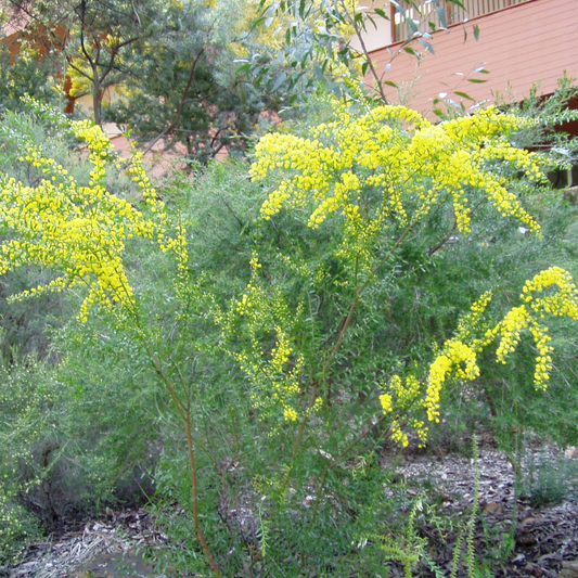 Acacia Acinacea 'Gold Dust Wattle'-TREE-seeds