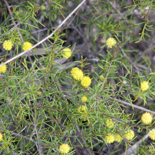 Acacia brownii "Heath Wattle-TREES-50 seeds