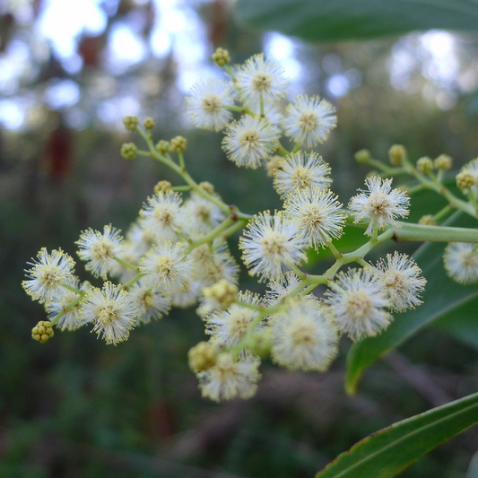Acacia Falcata-'Sickle Wattle'-TREES-seeds