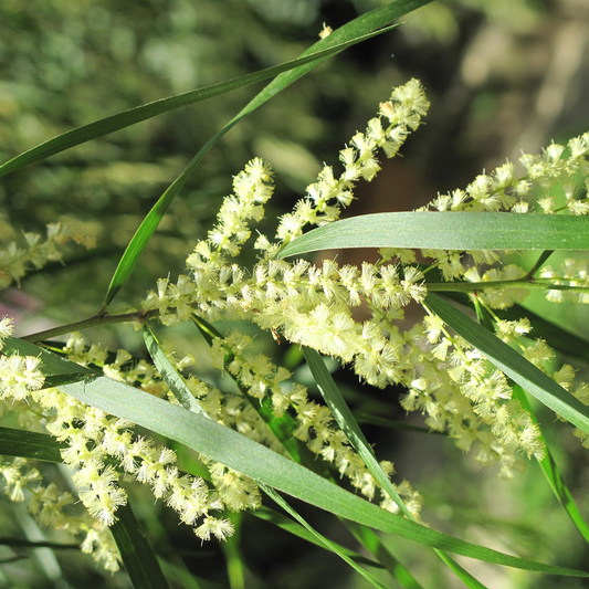 Acacia Floribunda 'Gossamer Wattle'-TREES-seeds