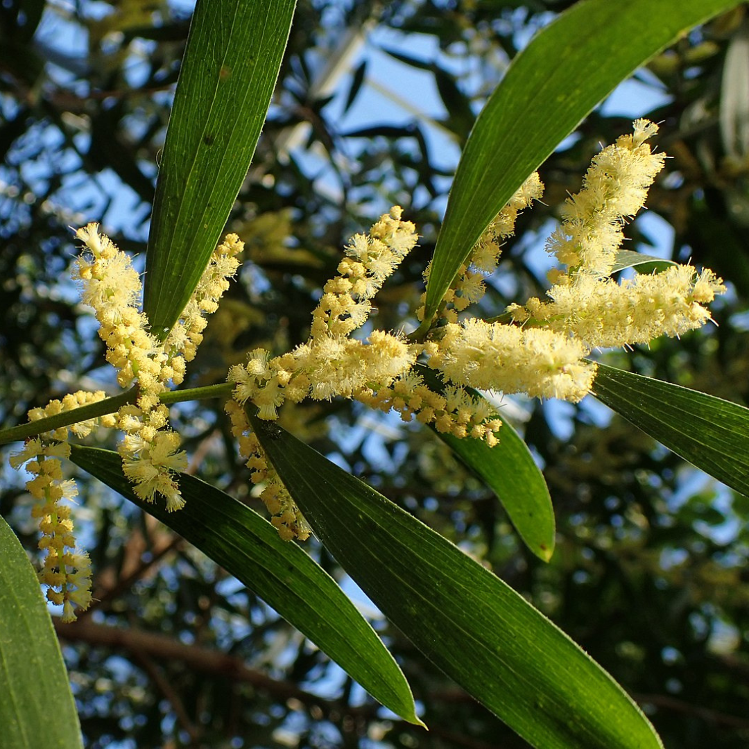 Acacia Longifolia-"Sydney Golden Wattle"-TREE seeds