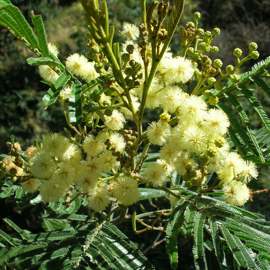 Acacia Mearnsii 'Black Wattle'-TREE-seeds