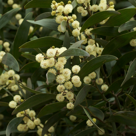 Acacia Melanoxylon "Blackwood" -Therapeutic and Herbal-Seeds