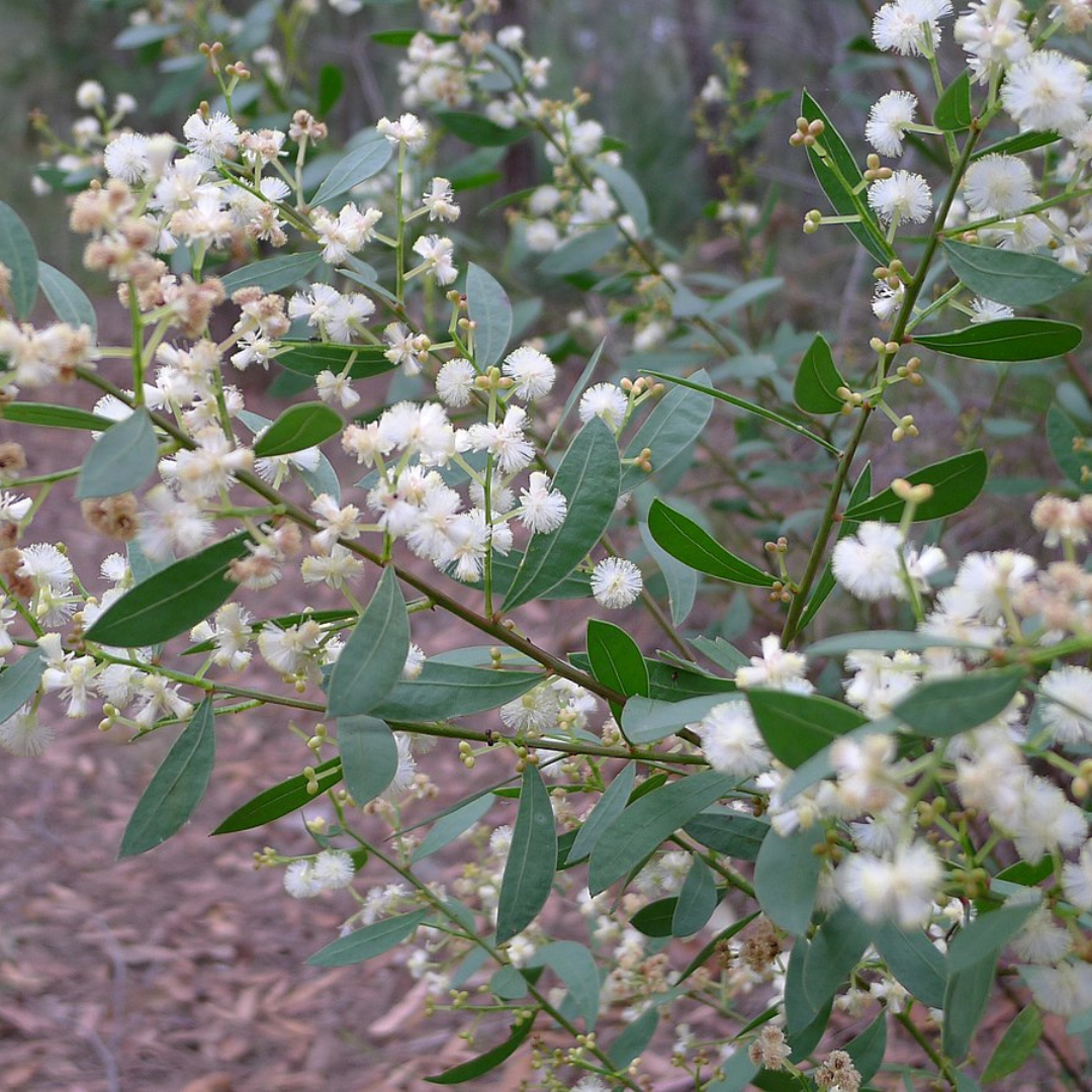 Acacia Myrtifolia-'Myrtle Wattle'-25 seeds