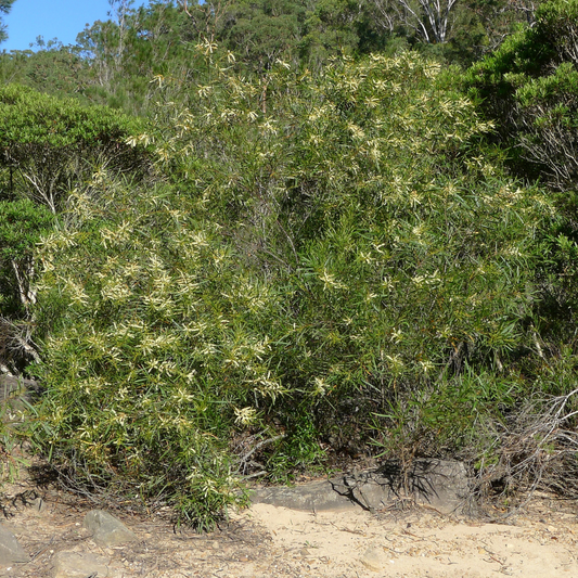 Acacia obtusifolia 'Stiff-leaf Wattle' seeds