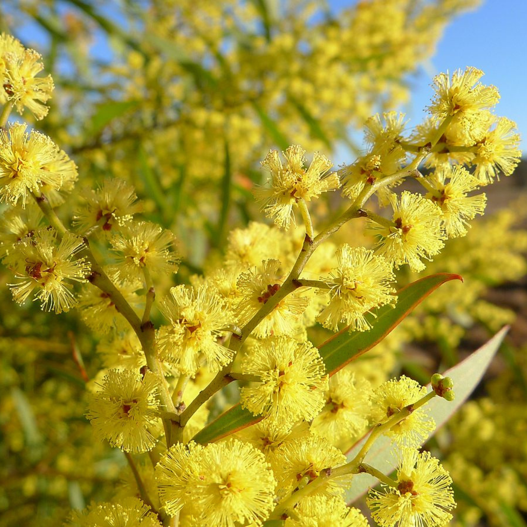 Acacia rubida-'Red-stemmed Wattle'-TREE SEEDS