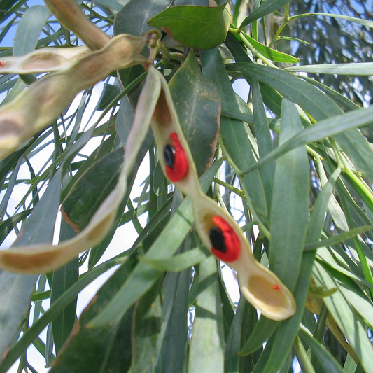 Acacia Salicina "Cooba" "Willow Wattle" -Seeds
