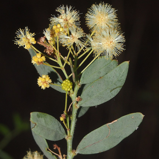 Acacia victoriae 'Gundabluey' 'Elegant Wattle'-EDIBLES-Seeds