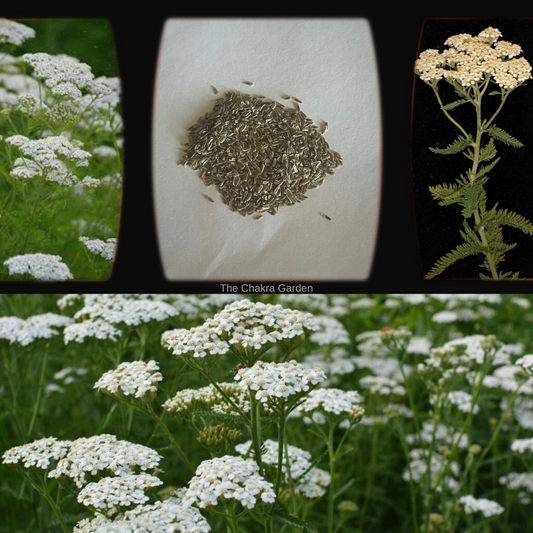 Achillea Millefolium "White Yarrow" 1000+ seeds The Chakra Garden