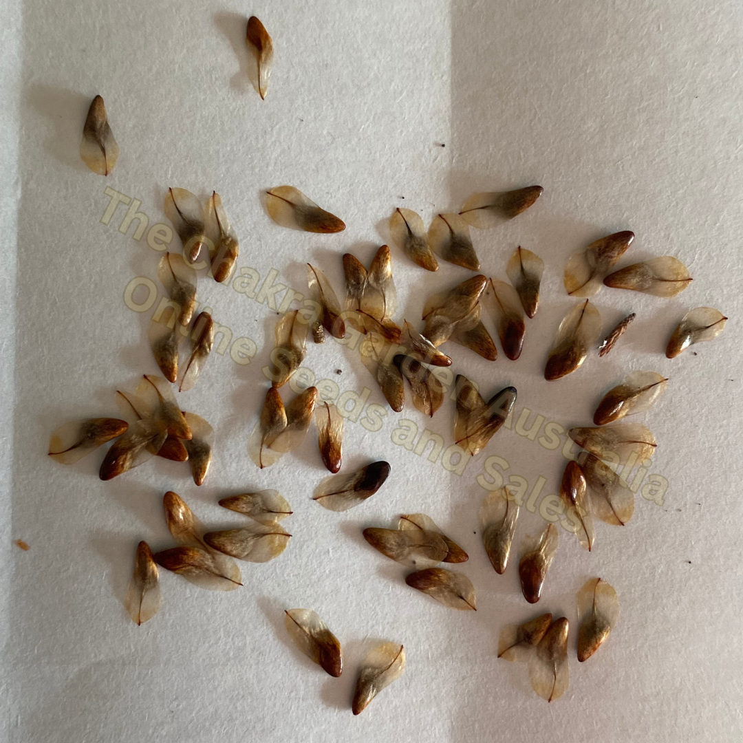 Allocasuarina littoralis 'Black She Oak-Edibles-Seeds- 50 seeds