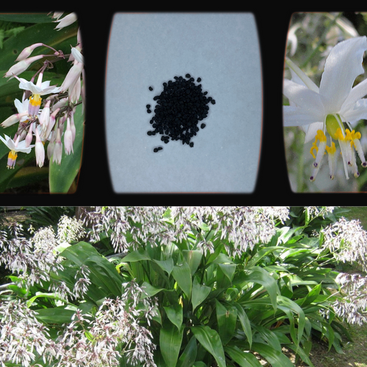 Arthropodium Cirratum 'Reinga Lily'-EDIBLES-seeds The Chakra Garden