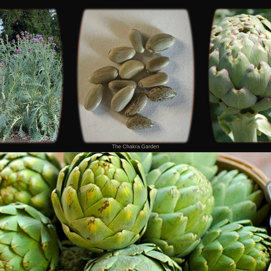 Artichoke 'Green Globe' - Vegetable - 10 Seeds - Heart Chakra The Chakra Garden