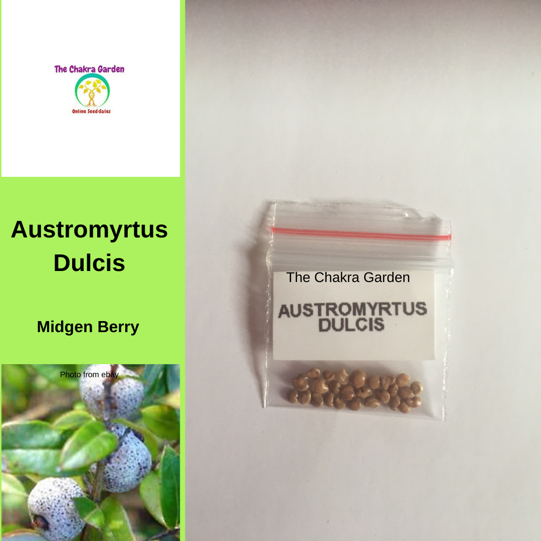 Austromyrtus Dulcis (Midgen/Midyim Berry) - EDIBLES- 25 Seeds The Chakra Garden