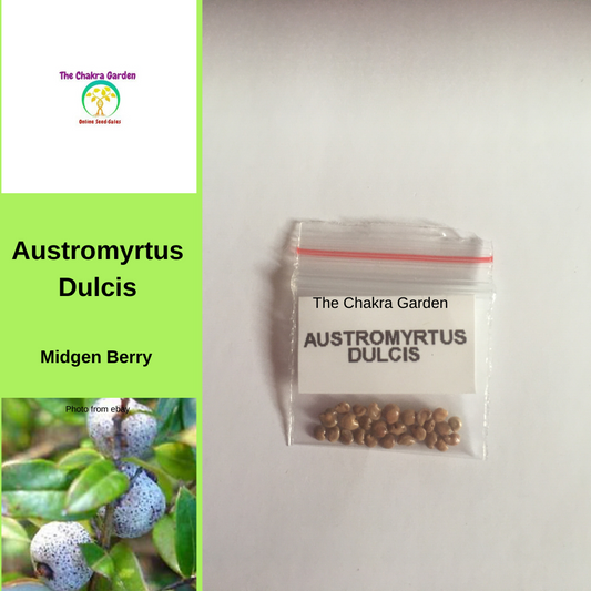 Austromyrtus Dulcis (Midgen/Midyim Berry) - EDIBLES- 25 Seeds The Chakra Garden