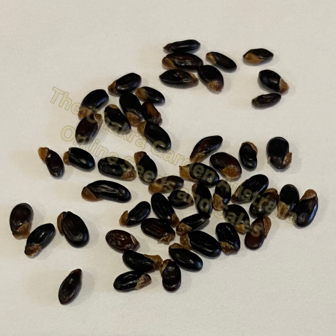 BULK SEEDS-Various species and amounts-within Australia only The Chakra Garden