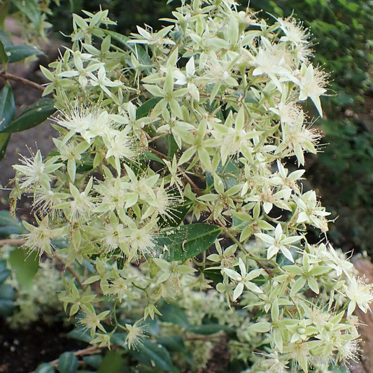 Backhousia Myrtifolia-'Cinnamon Myrtle'-BUSH TUCKA-seeds.