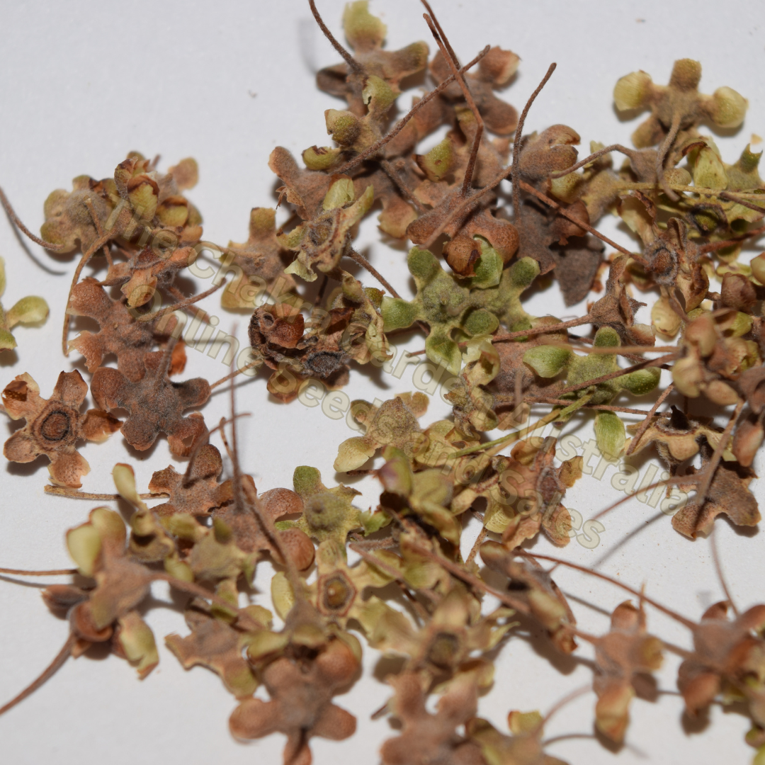 Backhousia Citriodora "Lemon Myrtle"-EDIBLES-Seeds