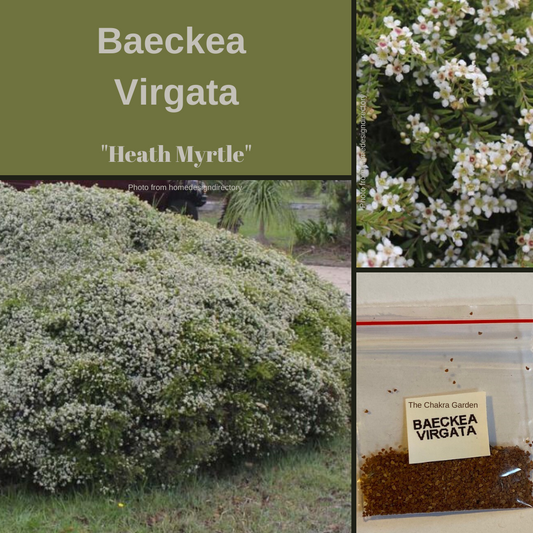 Baeckea Virgata Babingtonia-Heath Myrtle-250 seeds The Chakra Garden