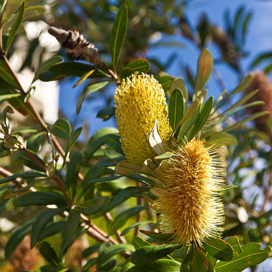 Banksia Integrifolia "Coastal Banksia" 10 Seeds