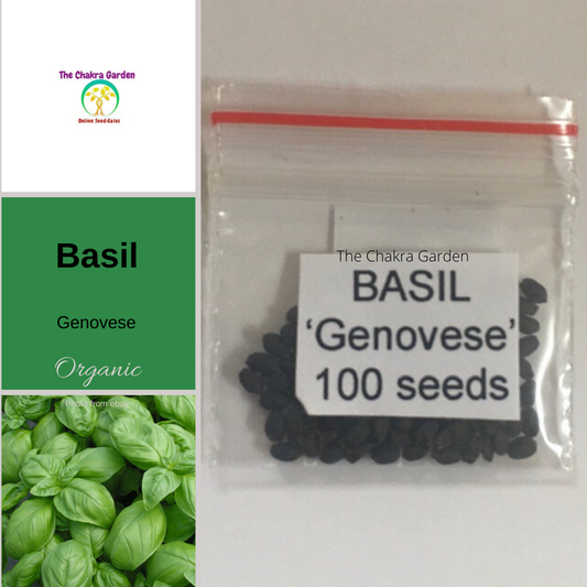 Basil 'Genovese' (Italian Long Leaf)-Vegetable-100 Seeds-Ajna Chakra The Chakra Garden