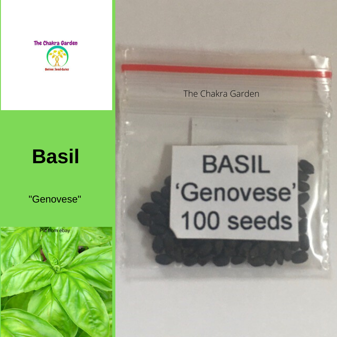 Basil 'Genovese' (Italian Long Leaf)-Vegetable-100 Seeds-Ajna Chakra The Chakra Garden