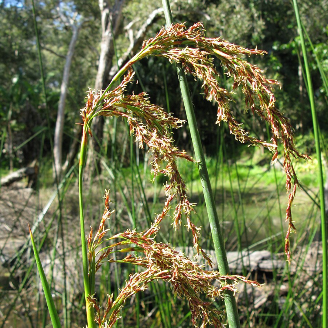 Baumea Articulata "Jointed Rush"-AQUATICS-Seeds