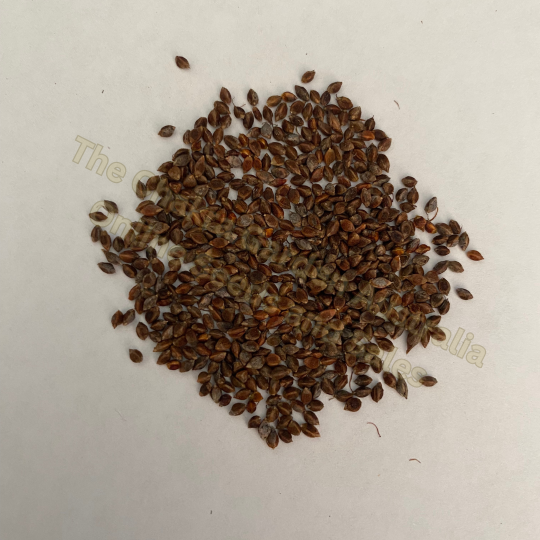 Baumea Articulata "Jointed Rush"-AQUATICS-Seeds