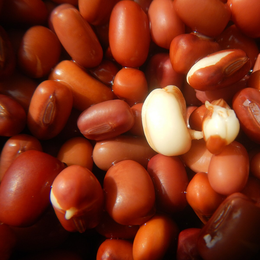 Bean 'Adzuki' 'Red Mung Bean' -Edibles-Base Chakra-Seeds