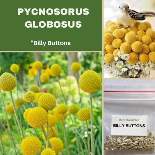 Billy Buttons 'Pycnosorus Globosus '-FLOWERS-100 seeds The Chakra Garden