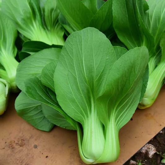 Bok Choy 'Mini Green'-50 seeds-Vegetable-Heart Chakra