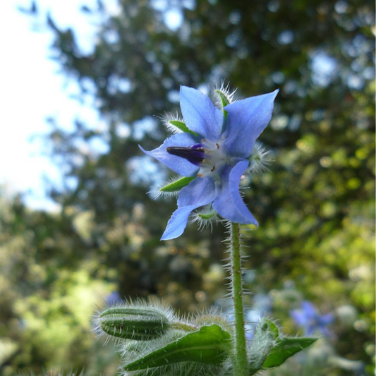 Borage "Blue Flower"-25 seeds-EDIBLE FLOWERS-Throat Chakra