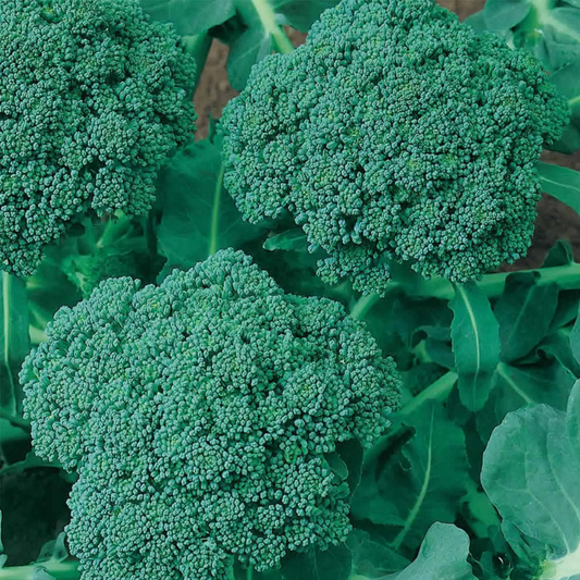 Broccoli 'Waltham'-100 seeds-Vegetables-Heart Chakra