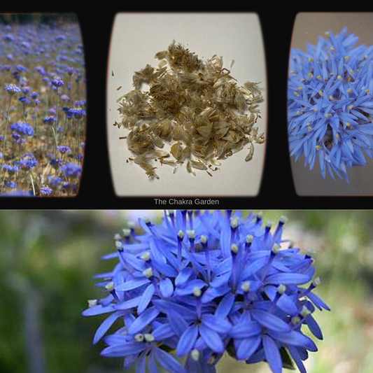 Brunonia Australis 'Blue Pincushion Flower'-25 Seeds-Native Flower Seeds The Chakra Garden