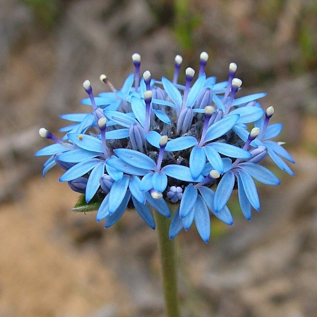 Brunonia Australis 'Blue Pincushion Flower'-25 Seeds-Native Flower Seeds