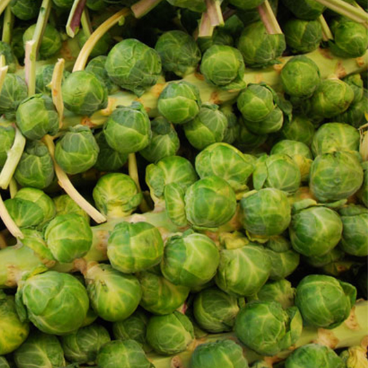 Brussels Sprouts Long Island Improved - Vegetable 100 Seeds Heart Chakra