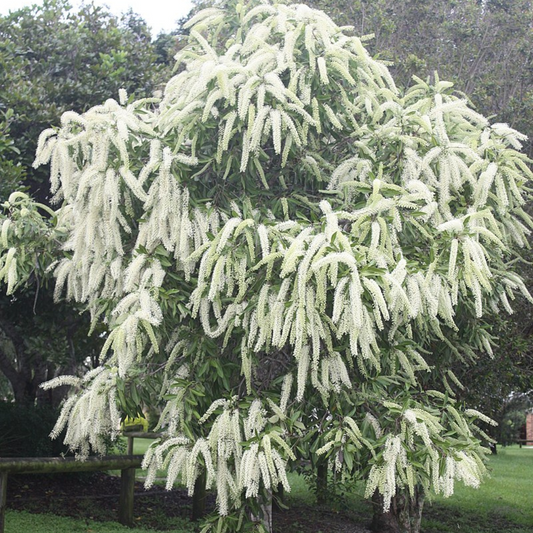 Buckinghamia Celcissima (Ivory Curl Tree) Seeds