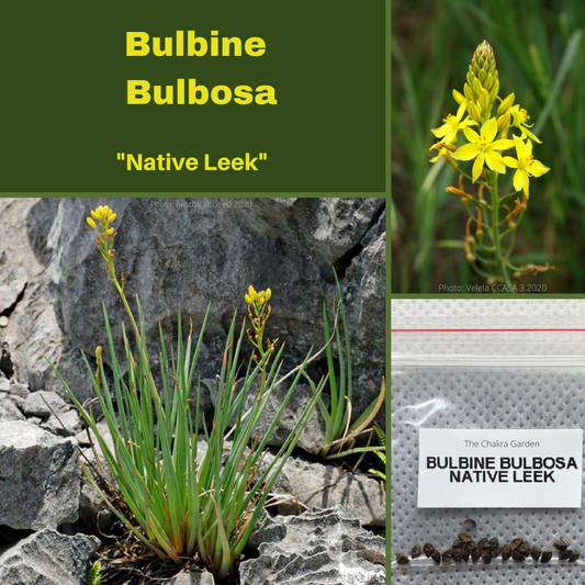Bulbine Bulbosa 'Native Leek'-BUSH TUCKA-25 seeds The Chakra Garden