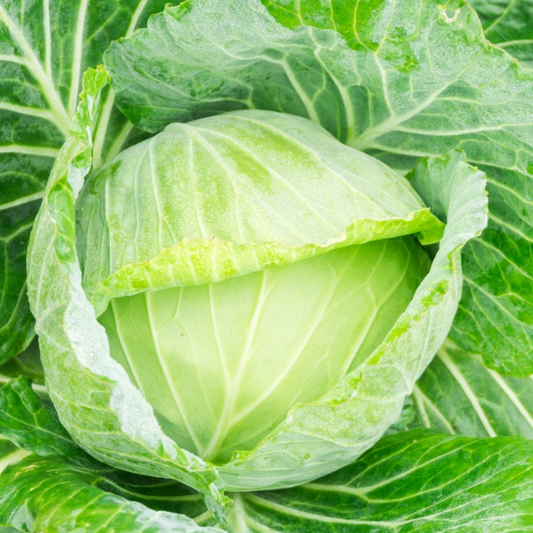 CABBAGE 'Golden Acre'-Edibles-Vegetables-BHeart Chakra-seeds