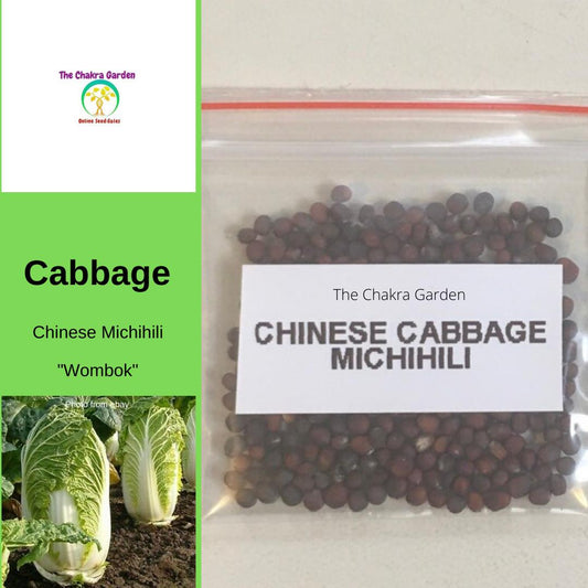 Cabbage ‘Chinese Michihili’ (Wombok) -Vegetable-Heart Chakra-seeds The Chakra Garden