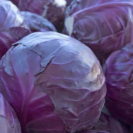Cabbage ‘Red Acre’ - 50 Seeds - Vegetable Seeds - Crown Chakra