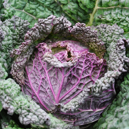 Cabbage 'Savoy purple' - Vegetable-100 Seeds-Crown Chakra