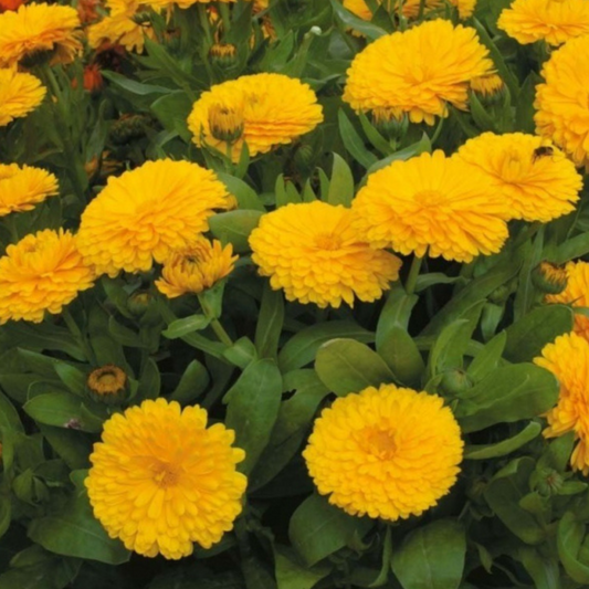 Calendula 'Golden Emperor'-50 seeds-EDIBLE FLOWERS-Sacral Chakra