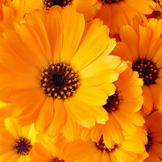 Calendula 'Nova Single Flower'- Orange-50 Seeds-EDIBLE FLOWERS-Sacral Chakra