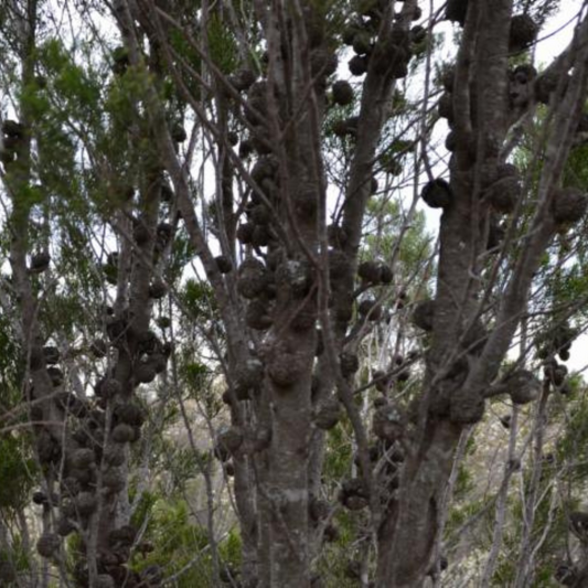 Callitris verrucosa -'Scrub Cyprus Pine'-25 seeds