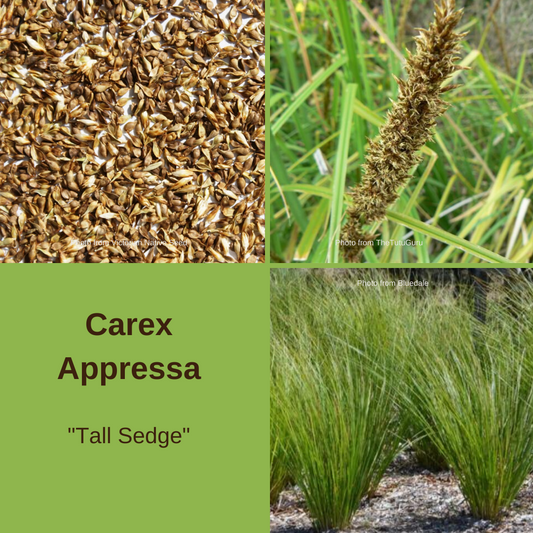 Carex Appressa 'Tall Sedge'-25 seeds- The Chakra Garden