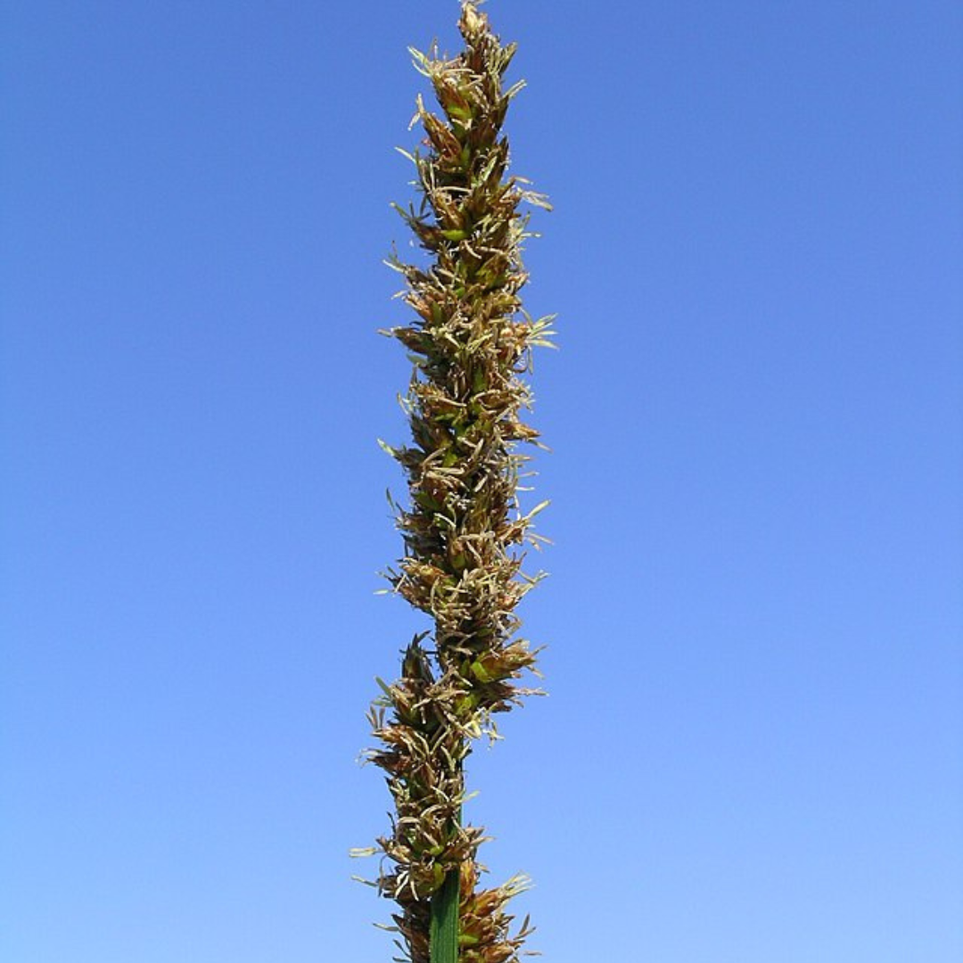 Carex Appressa 'Tall Sedge'-25 seeds-
