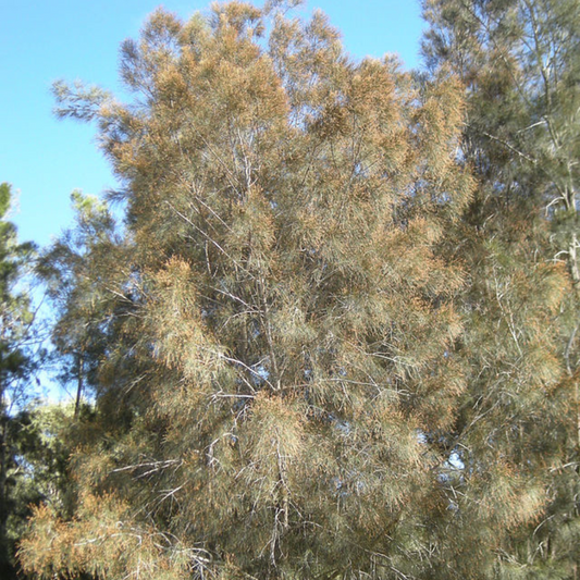 Casuarina Cunninghamiana 'Bilawi'-"River She Oak"-50 Seeds