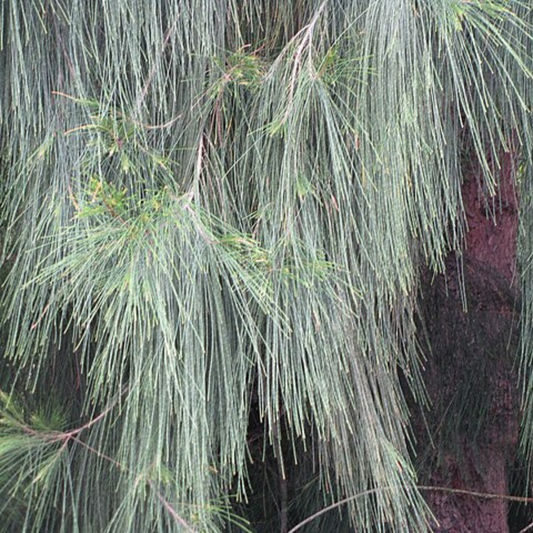 Casuarina glauca 'Swamp Oak'-TREE-seeds