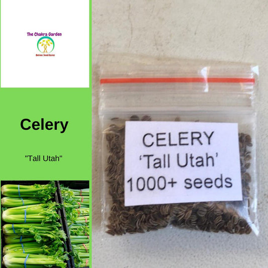 Celery ‘Tall Utah’ - Vegetable - 1000+ Seeds - Heart Chakra The Chakra Garden